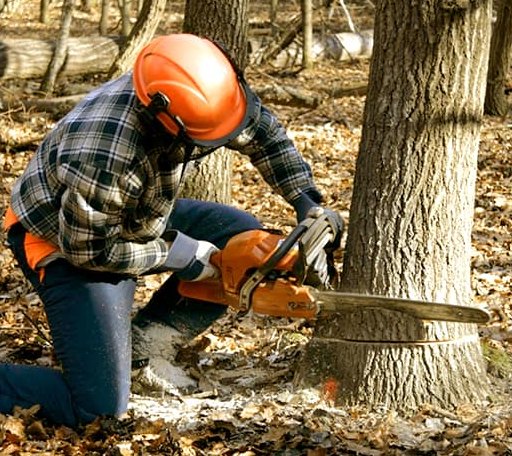 Tree Removal in Parkersburg, WV
